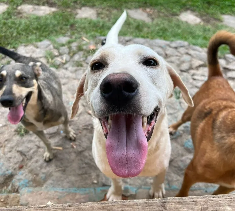 Cães e gastos resgatados  de maus-tratos e abandono estarão no evento