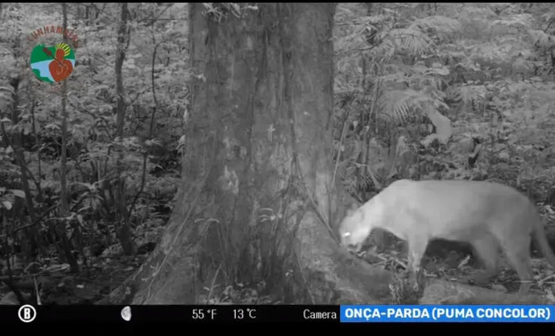 A onça-parda, também conhecida como Suçuarana e Leão-baio, alimenta-se de animais silvestres de portes variados