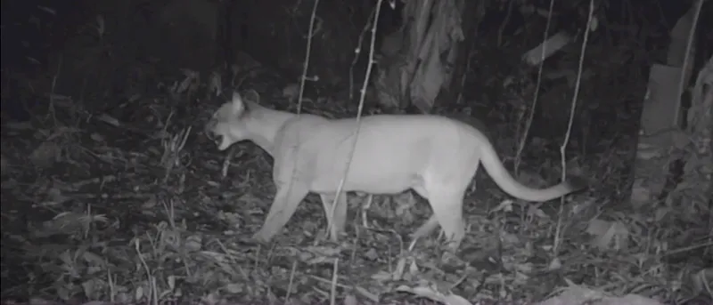 Felino foi flagrado por câmeras de monitoramento em unidade de conservação na região do bairro Espraiado