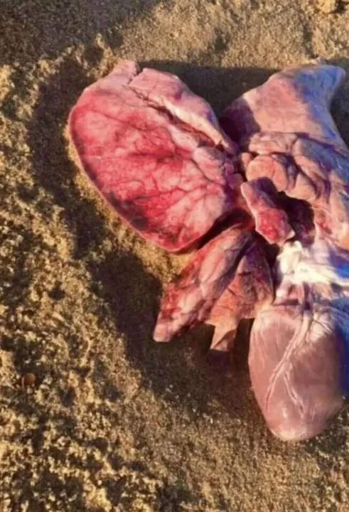 O órgão foi inicialmente identificado como um coração e parte de um pulmão