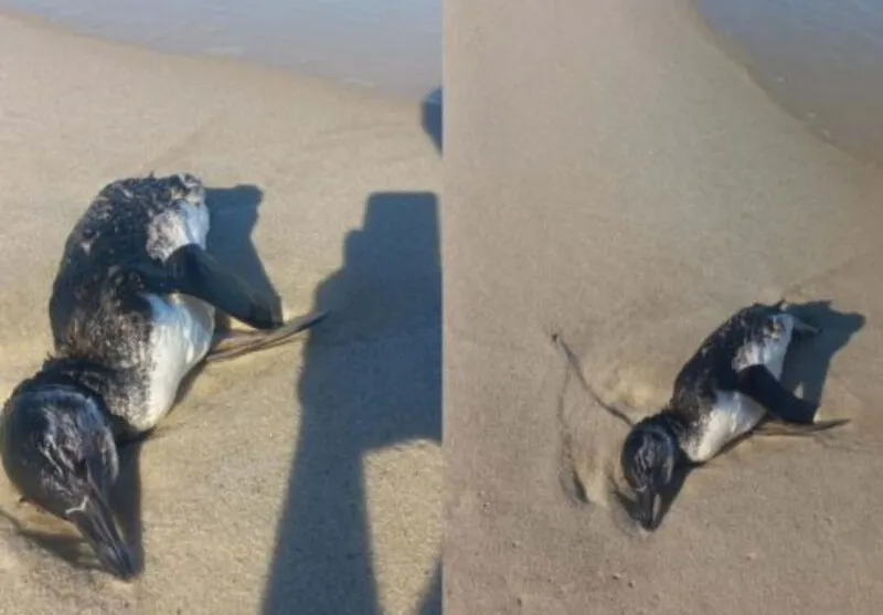 Uma das aves estava em estado avançado de decomposição