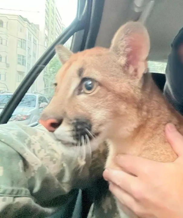 O animal foi levado ao Centro de Triagem de Animais Silvestres para a realização de exames e reabilitação