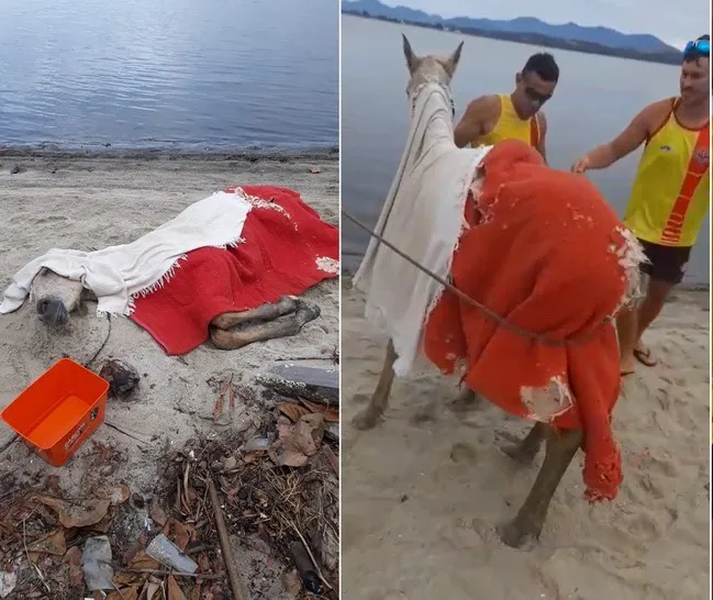 Filhote tem sete meses de idade e foi encontrado por atletas de canoagem no local