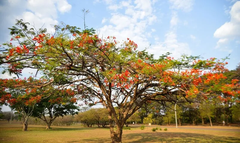 O horário exato para o começo da primavera é às 3h49 da madrugada deste sábado