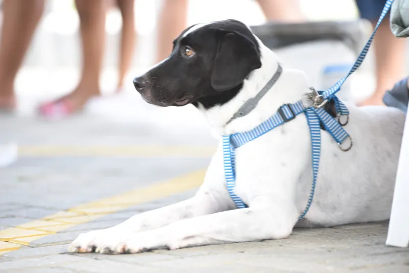 Imagem ilustrativa da imagem Proteção Animal de Maricá promove feira de adoção de cães e gatos neste domingo (16)