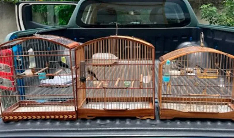 Dois homens são presos com 17 aves silvestres na Baixada Fluminense