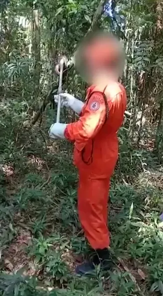 Cobra solta por engano no Parque Nacional da Tijuca é encontrada por um  cachorro e resgatada, Rio de Janeiro