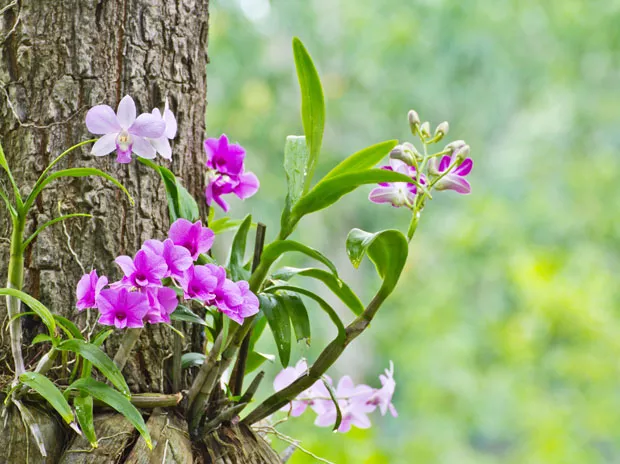 Preços das orquídeas pode variar de R$40 até R$200, dependendo da espécie
