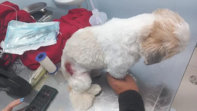 O animal de estimação, da raça shih-tzu, estava na varanda do apartamento