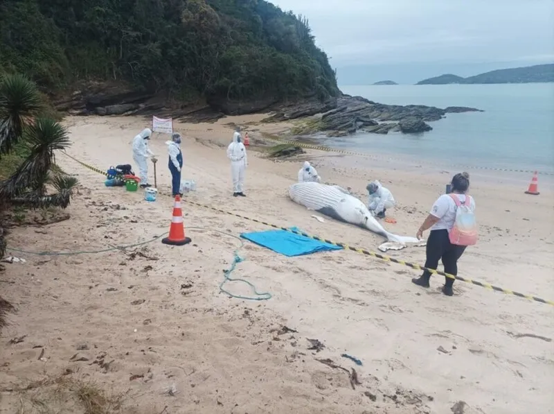 Filhote de baleia passa por exame de necrópsia na Praia do Canto, em Búzios