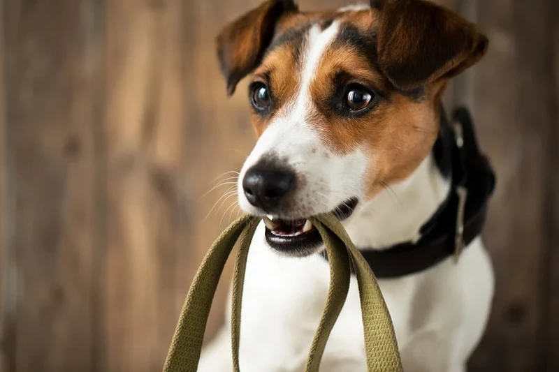 O projeto é voltado somente para cães, não podendo levar outros animais