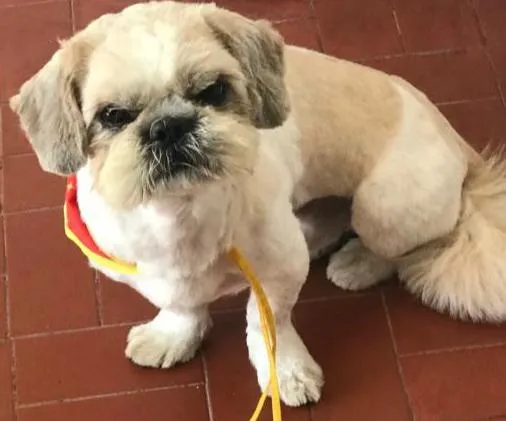 Bolinha saiu de casa há uma semana, família ainda não conseguiu achá-lo