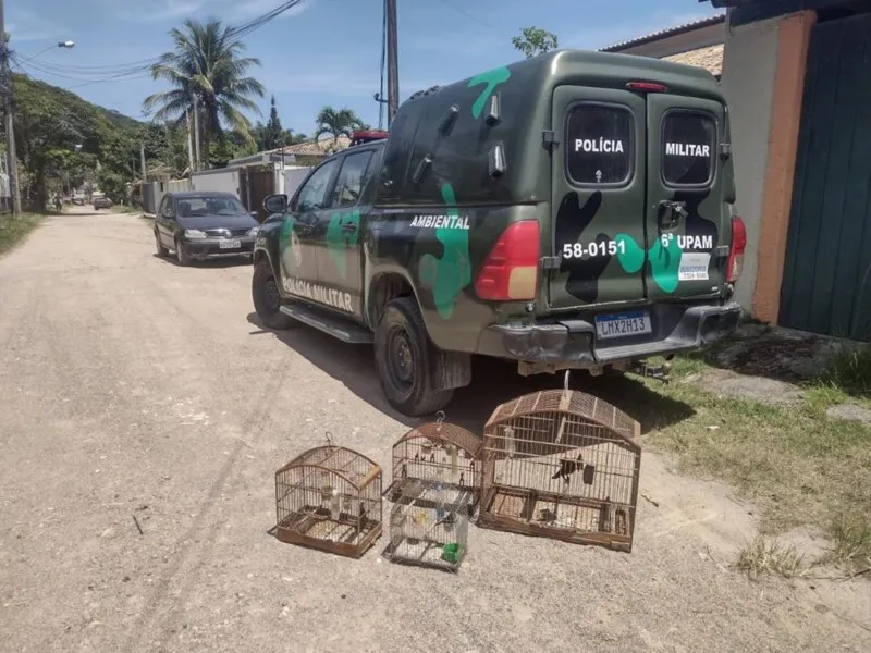 As quatro gaiolas estavam penduradas, contendo 1 melro, 1 coleiro pardo e 2 tizius, todos sem anilhas e sem autorização dos órgãos ambientais competentes