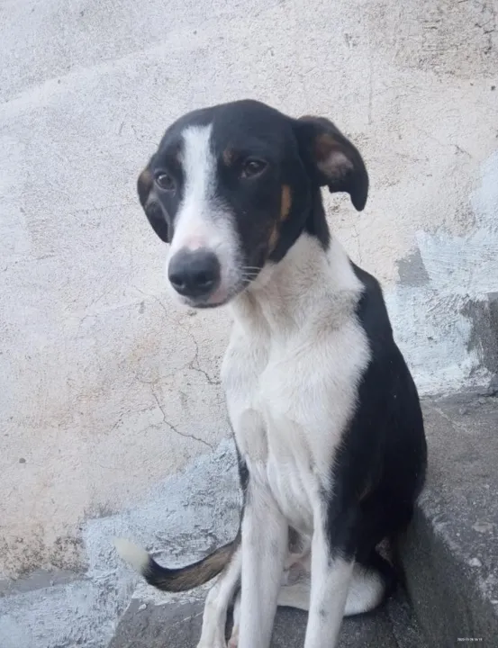 Ela é de porte médio, preta com uma mancha branca do pescoço à barriga