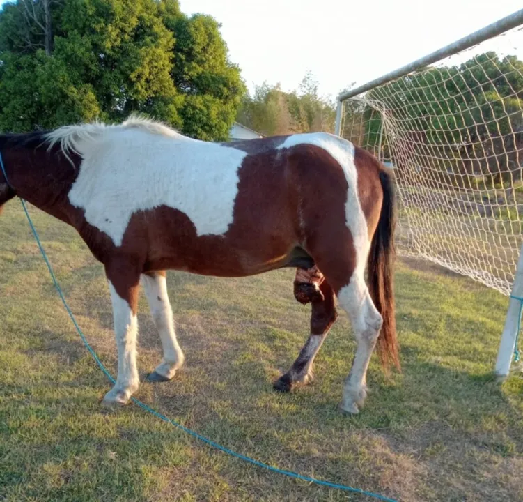 Cavalo tem machucado grave em seu pênis