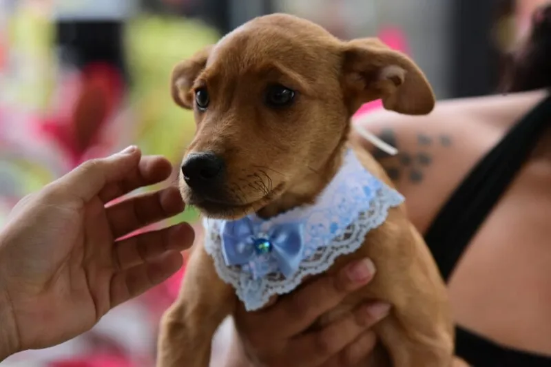 Feira busca lar para 30 animais