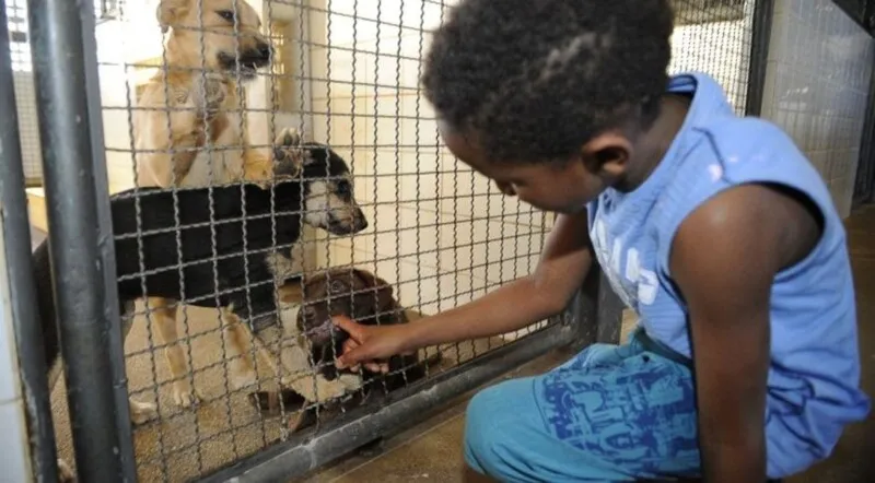 A Prefeitura decretou que o valor pode chegar a R$ 8 mil, caso o agressor seja o próprio tutor do animal