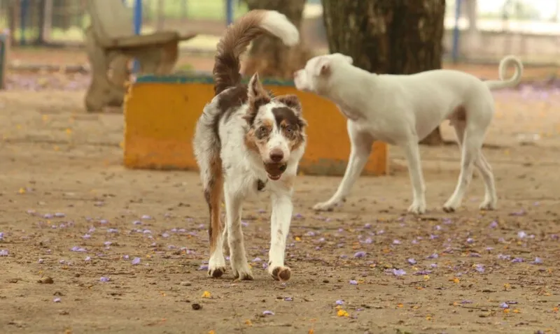 Os cachorros foram os mais mencionados nos registros de ocorrência