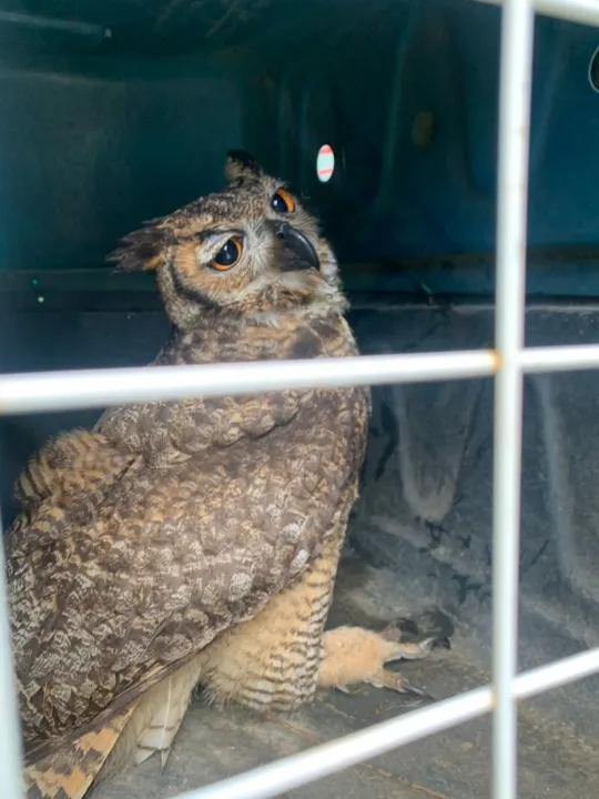 Em caso de flagrantes de animais silvestres em área urbana ou em qualquer situação de risco fora do seu habitat, a população pode acionar a Guarda Municipal