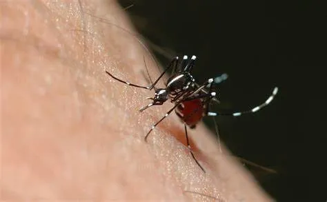 Foi registrada a ocorrência da primeira morte por dengue no Estado do Rio em 2023