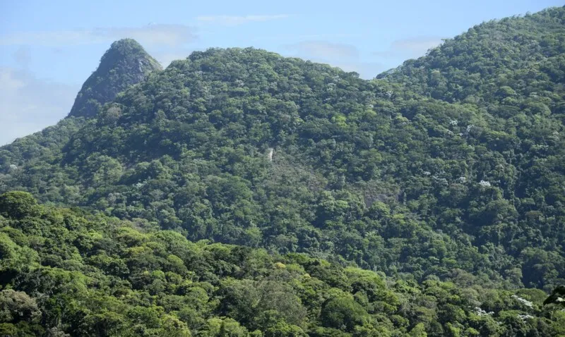 Projeto de restauração em floresta urbana começou neste mês