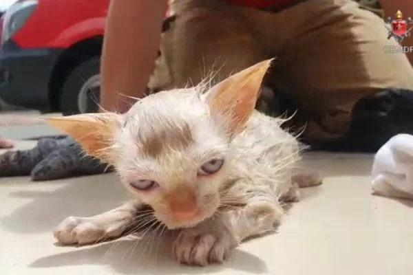 O gatinho estava preso dentro de um cano, em uma coluna de concreto