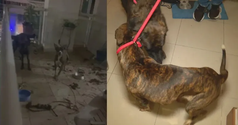 Moradora responsável pelos cachorros não estava no local, mas irá responder por maus tratos