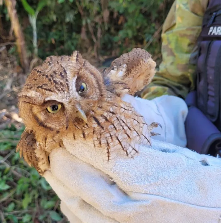 Em caso de flagrantes de animais silvestres em área urbana ou em qualquer situação de risco fora do seu habitat, a população pode acionar a Guarda Municipal