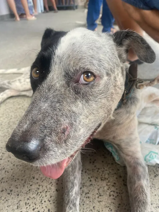 O cãozinho Bob, que foi atingido no dia 3 de fevereiro por um disparo de arma de fogo na cabeça