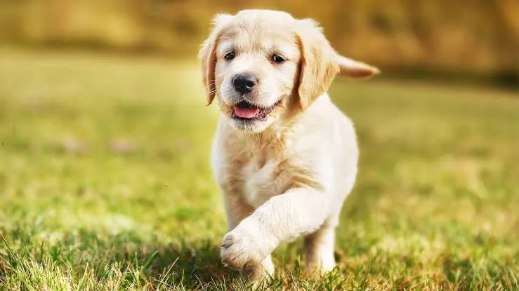 A medida proíbe o uso de animais vertebrados, como cachorros, coelhos e ratos, para testes e desenvolvimento de produtos