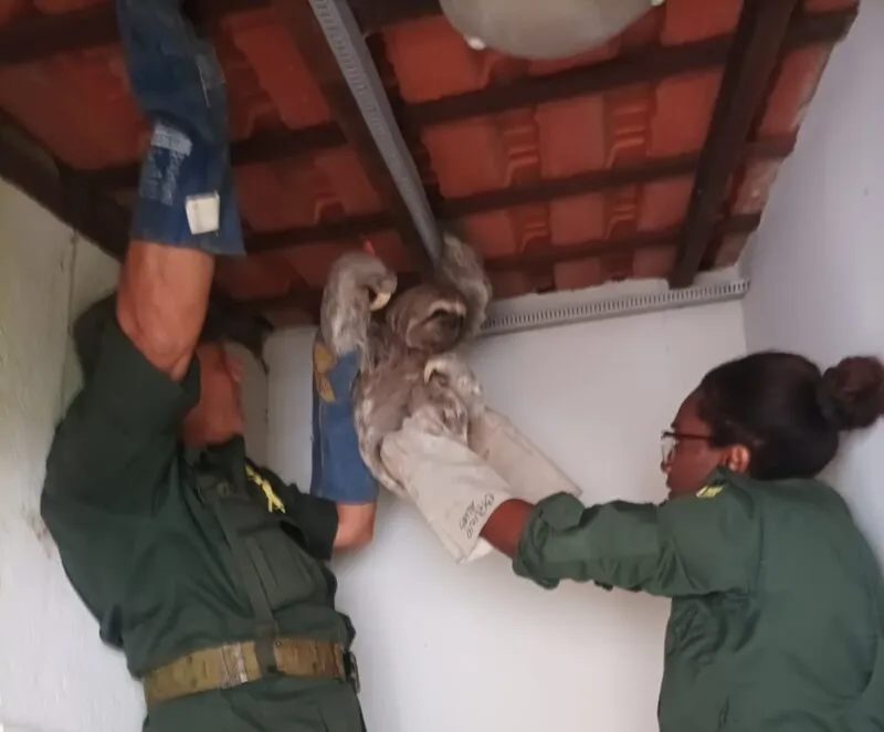Animal estava agarrado à estrutura de telhado de casa