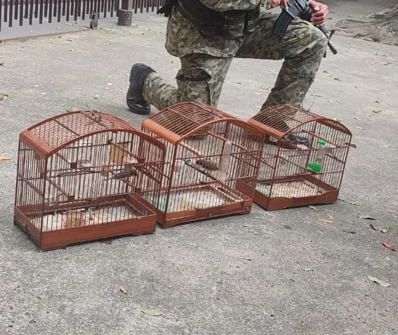 Três gaiolas e três aves foram apreendidas