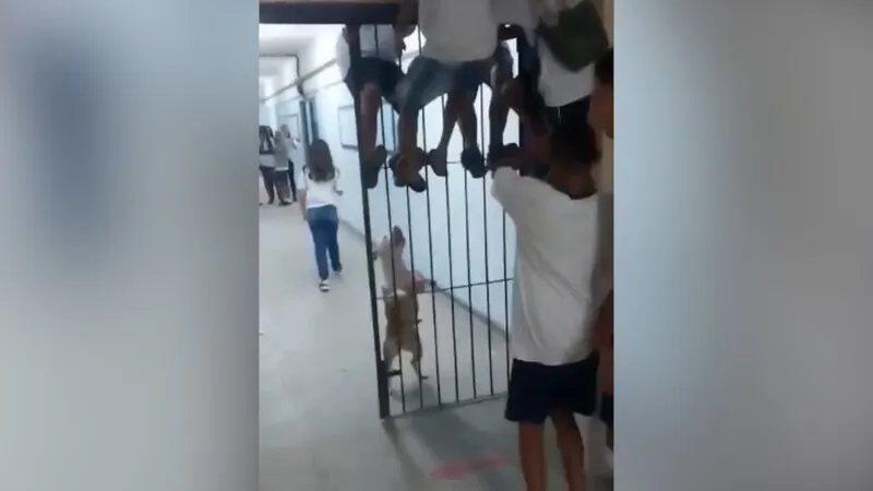 Pitbull invadiu escola no Complexo da Maré e mordeu um aluno de 13 anos