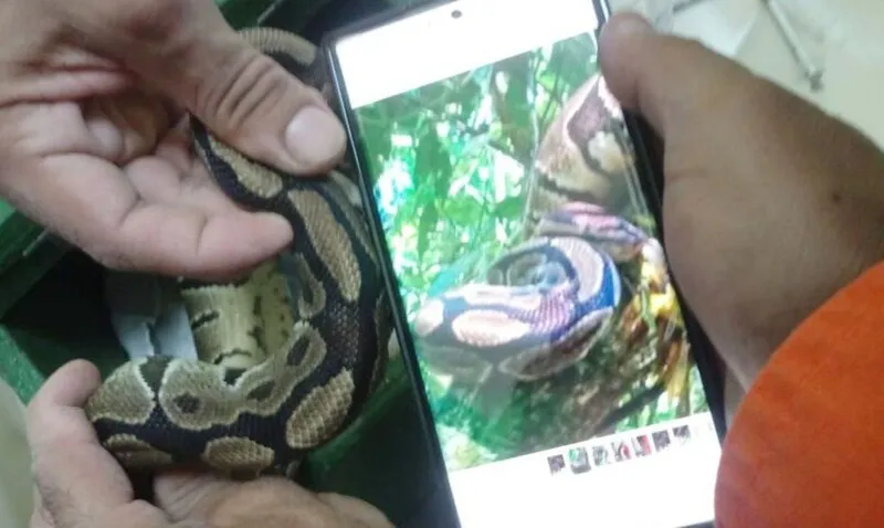 O animal havia sido solto na unidade de conservação, na última sexta-feira (3), por engano, por bombeiros