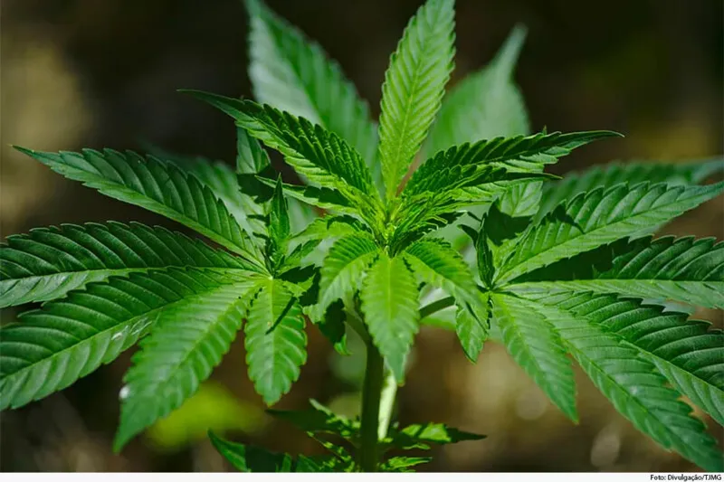 A autorização é para uso medicinal e individual para tratamento de saúde