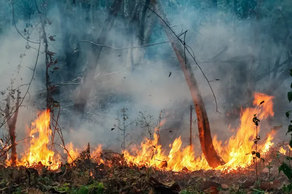 Muitas ocorrências de incêndios florestais são registradas , nessa época, em decorrência das queimadas.