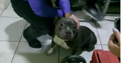 Veterinário identificou sinais de violência no cachorro