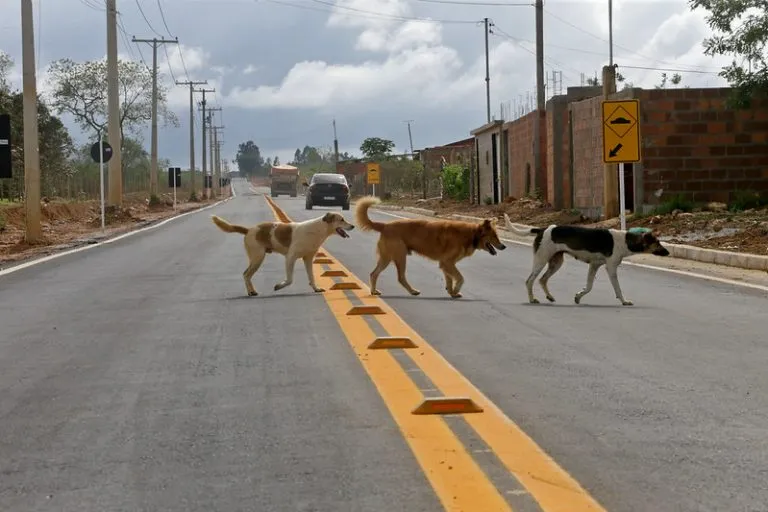 Pela proposta, o condutor que transportar o animal em seu veículo particular ficará isento de multas ao transpor semáforos e radares de velocidade