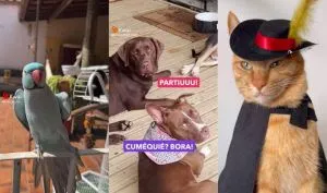 Eles são os verdadeiros protagonistas da internet