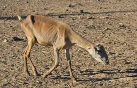 ONU alerta para o desenvolvimento do fenômeno climático El Niño