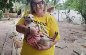 'Arca Animal': projeto busca doações para sobreviver em Saquarema