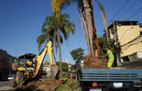 Árvores retiradas para obras do MUVI são replantadas em São Gonçalo
