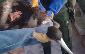 Aves são feridas com linha chilena em Jurujuba