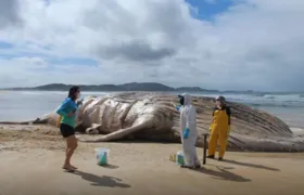 Baleia-jubarte é encontrada morta em praia de Cabo Frio