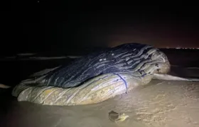 Baleia-jubarte é encontrada morta em praia de Guaxindiba