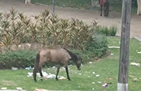 Cavalos são vistos 'passeando' na Praça São João, em Niterói