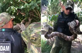 Cobra de 2 metros vai parar em quintal de imóvel em Maricá