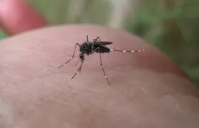 Dengue volta a ser epidemia em cinco cidades no Rio