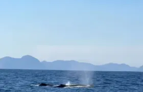 Dezessete baleias jubarte são avistadas no mar do Rio