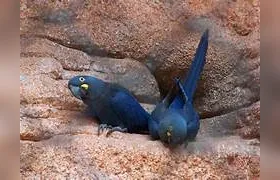 Em risco de extinção, arara-azul-de-lear é foco principal de discussão sobre construção de parque eólico